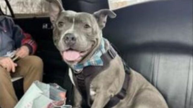 Un’uscita di gran classe: il Pitbull lascia il rifugio addirittura in limousine dopo 600 giorni in gabbia