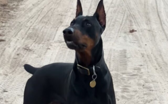 I genitori umani del Dobermann lo portano per la prima volta in montagna e la sua gioia è incontenibile