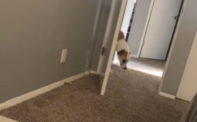 La routine mattutina di questo cane fa ridere tutti: “È davvero educatissimo” (VIDEO)