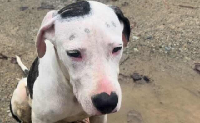 Vanno in vacanza a Porto Rico, ma tornano con un souvenir inaspettato: una meravigliosa Pitbull (VIDEO)