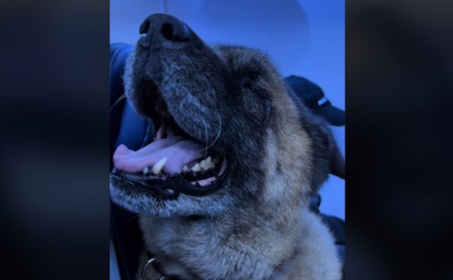 Il cane è davvero pesante, così il padrone prende la scelta migliore per portarlo sull’aereo (VIDEO)