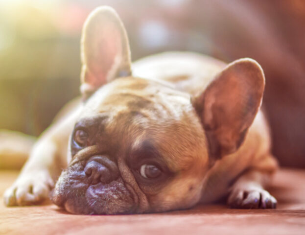 Domanda cruciale: quanto sono pericolose le zanzare per i nostri cani?