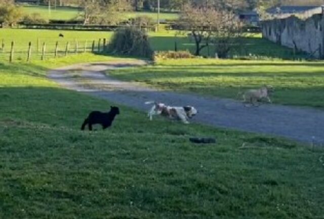 I cani allevano il piccolo agnello e fanno un ottimo lavoro: adesso lui si sente uno di loro