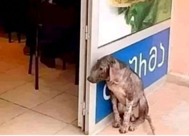 Il povero cane si appoggia a un muro, sperando nell’aiuto di un gruppo di persone purtroppo insensibili