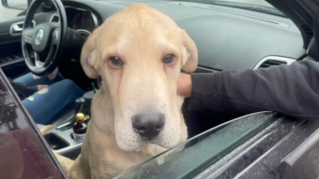 Il prima e dopo di questo cane salvato dalla strada ci ricorda tutto il potere dell’amore