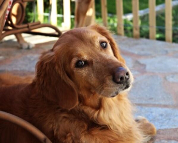 La donna capisce cosa ha fatto il cane al suo passaporto solo 12 ore prima del suo volo