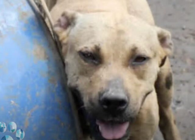 Legato con una catena pesante, il cane tenta davvero di tutto per cercare di liberarsi