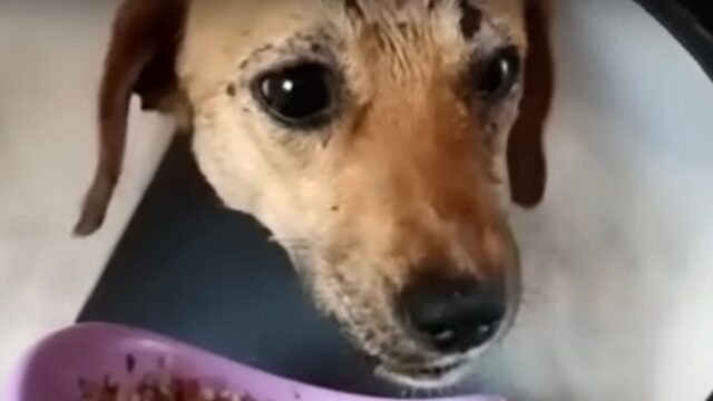 L’ha colpita andando a gran velocità, ma non gli è importato: l’automobilista se n’è andato lasciando così la cagnolina – Video