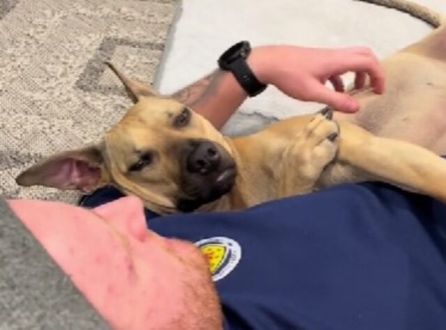 L’incontro fra il cane adottato e il fidanzato della sua proprietaria è così tenero da sembrare un film
