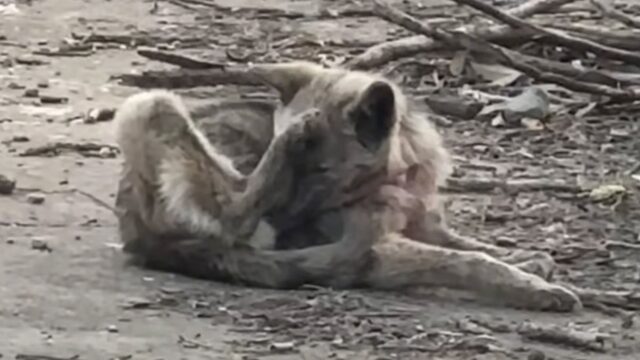 Lo guardavano a distanza e sembrava un mostro: il povero cane ne aveva davvero subite troppe – Video
