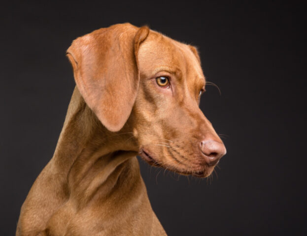 Pericolo zanzare, questi sono i modi per tenerle lontane dal tuo cane