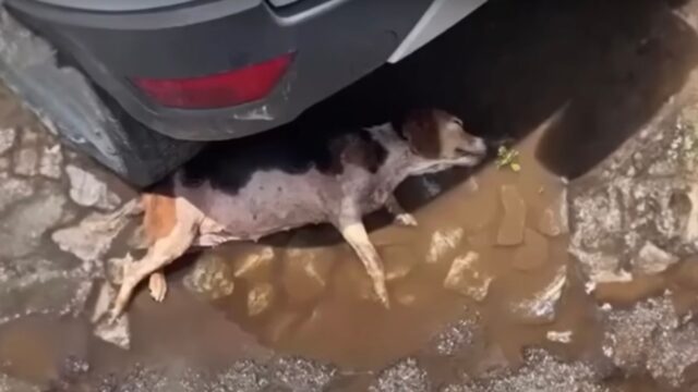 Svenuta in una pozzanghera, la cagnolina non aveva ormai le forze e non sapeva come andare avanti – Video