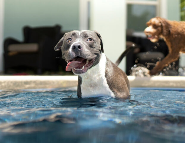 Vogliamo tuffarci insieme a lui, ma il cane può davvero fare il bagno in piscina?