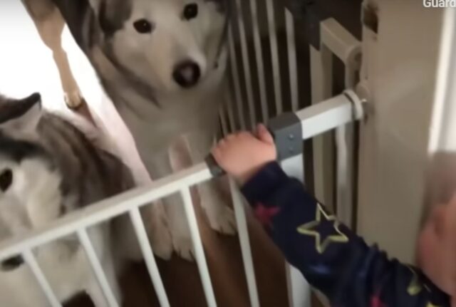 L’unico modo per impedire a questo bambino di piangere? Portarlo dai suoi amatissimi Husky