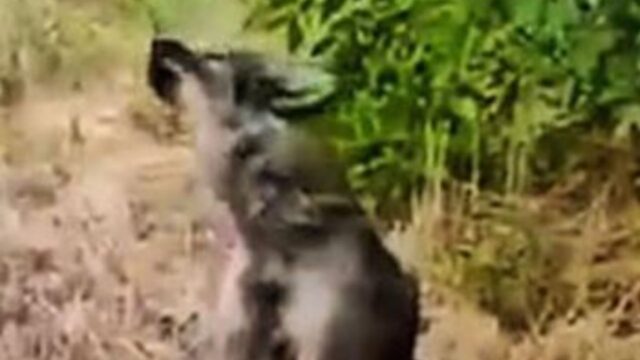 Continuava a ululare ma nessuno lo ascoltava: il cane era disperato