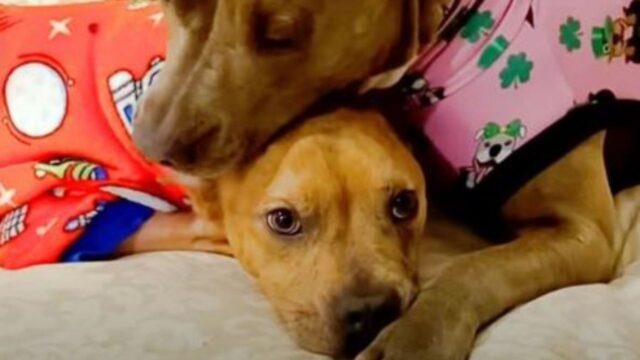 Il Pitbull indebolito capisce che può trarre la forza dal suo amato e dolcissimo fratello