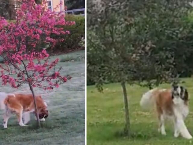 Questo San Bernardo ha le idee chiare: non rientra in casa se prima non ha fatto una cosa specifica