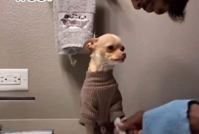 Il papà decide di usare il modo più dolce per “confortare” il suo Chihuahua durante il bagnetto