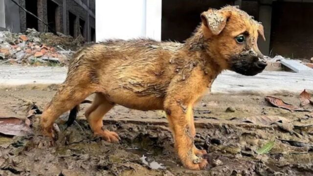 Dalla disperazione alla nuova vita: il viaggio di questo cucciolo di cane è un perfetto esempio di speranza e vita