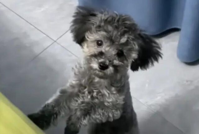 Il piccolo cucciolo di cane si siede su un mucchio di foglie, terrorizzato da ciò che gli accade intorno