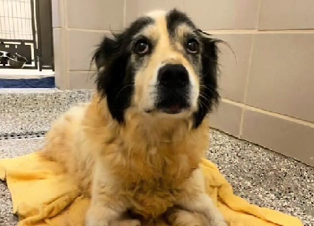 Donna adotta un cane anziano destinato all’eutanasia: il suo messaggio è commovente
