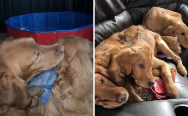 La donna tiene uno dei cuccioli per avere una piccola adorabile famiglia di Golden Retriever