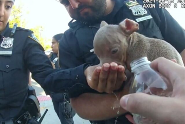 Li hanno salvati per miracolo dalle altissime temperature: i cuccioli di Pitbull erano ormai arrivati al limite