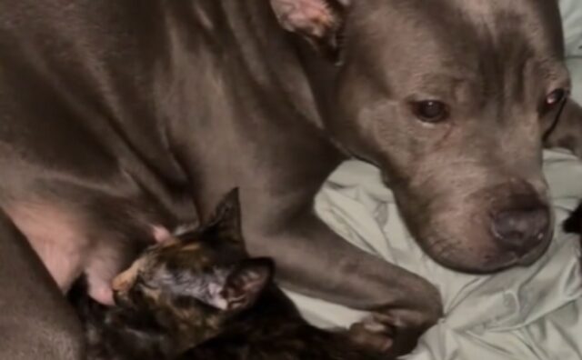 Il Pit Bull dimostra a tutti quanto è tenero dopo che il gattino lo sceglie come sua “mamma” (VIDEO)