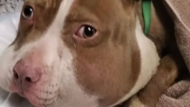 Ha bussato a tante porte per chiedere aiuto: la cagnolina non riusciva neanche più a respirare