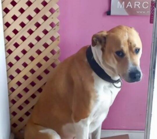 Il suo proprietario muore e lui è pieno di dolore e tristezza, ma c’era ancora speranza per questo cane