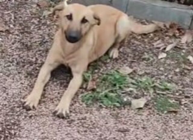 La donna chiama il cane randagio con il nome del suo cane defunto e la sua reazione commuove tutti