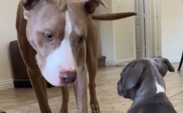 Questo Pitbull vuole condividere con tutti le gioie di avere una sorellina (ed è divertentissimo) (VIDEO)