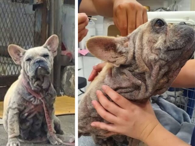 La cagnolina che ha aspettato per 4 anni che il suo padrone tornasse a prenderla ritrova la felicità in modo inatteso