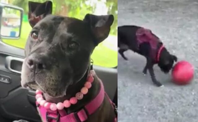 Il cane anziano del canile ottiene la sua seconda opportunità e ritorna quasi un cucciolo (VIDEO)