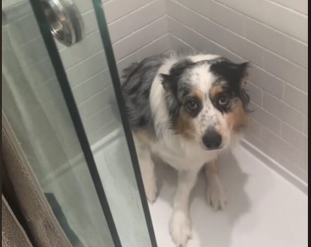Cane terrorizzato dalle mosche si nasconde e nessuno riesce a trovarlo