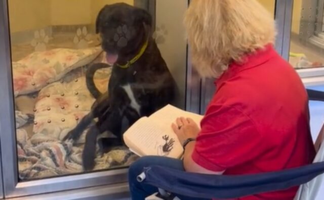 Questo è quello che succede quando i volontari si fermano a leggere qualcosa ai cani nel rifugio (VIDEO)
