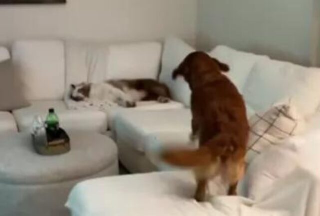 Il modo in cui il cane sveglia il fratello sordo quando torna a casa fa piangere tutti