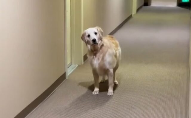 Il Golden Retriever rimane fuori casa per pochi secondi, ma tanto basta per scatenare la sua reazione (VIDEO)