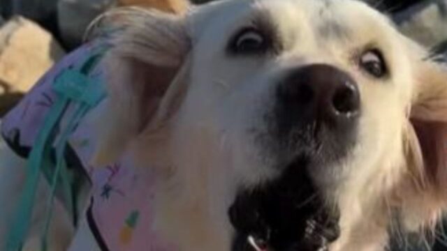 Il Golden Retriever vede qualcosa di “orribile” in acqua e non riesce a farsene una ragione
