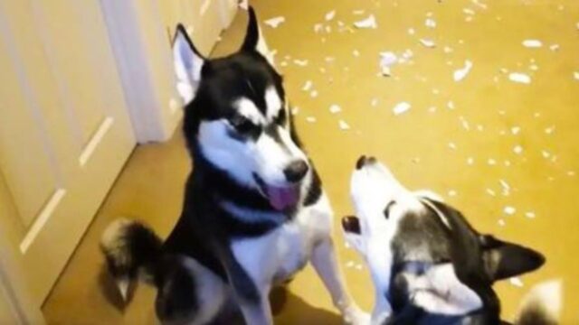 I cani non si mettono d’accordo: iniziano a litigare furiosamente su chi ha davvero distrutto la lettera