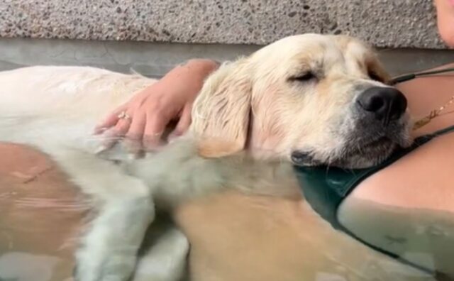 Il Golden Retriever consola la mamma umana incinta a bordo piscina e dimostra di essere uno splendido fratellone (VIDEO)