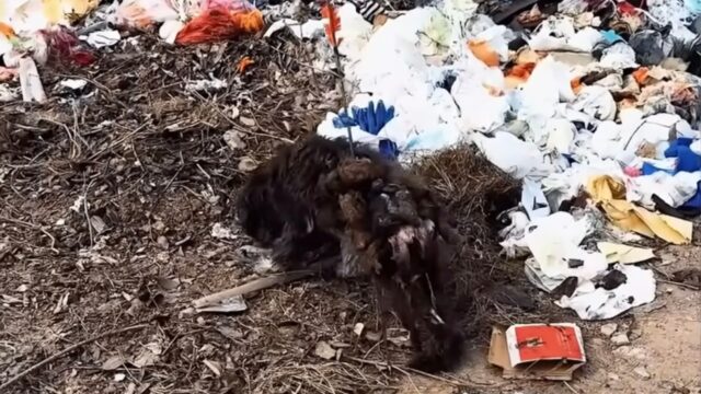 Ha visto questo cane camminare così: non credeva che fosse vero – Video