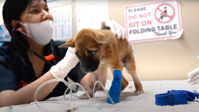 Hanno lasciato questa cucciola di cane in mezzo alla strada, in difficoltà e sola – Video