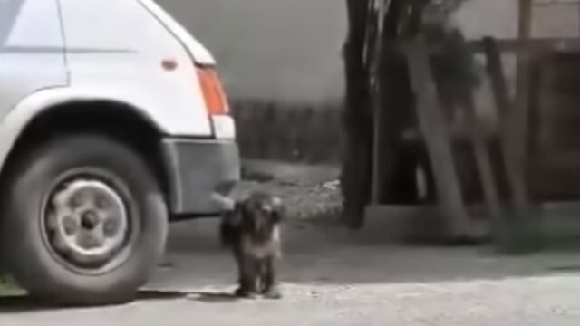 I suoi cuccioli erano stati rubati e mamma cane non aveva più ragioni per sopravvivere – Video