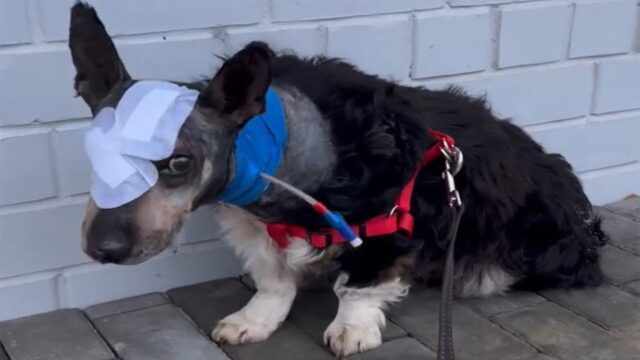 Quando hanno trovato il povero cane giaceva quasi senza vita: il freddo e la fame lo stavano consumando – Video