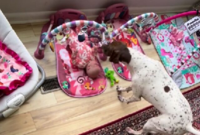 La cagnolina si impunta con la mamma umana obbligandola a prendere in braccio il cucciolo che piange