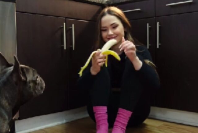 Questo Bulldog Francese ha un “superpotere” unico che però rovina la merenda della madre