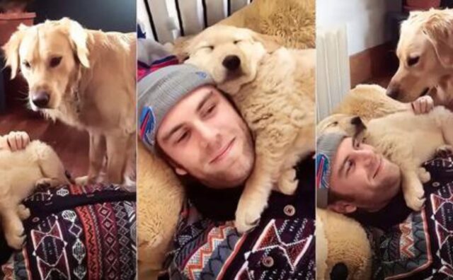 Arriva il nuovo cucciolo, ma il cane che viveva già in casa non è affatto contento della cosa (VIDEO)