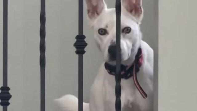 Il Pitbull sordo ha deciso: sarà lui a vegliare sempre sulla vita e sulla salute del neonato