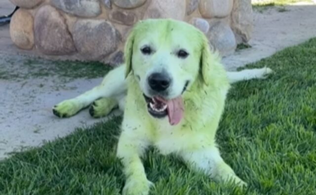 Il modo epico in cui il Golden Retriever si rotola nell’erba è pura goduria (VIDEO)